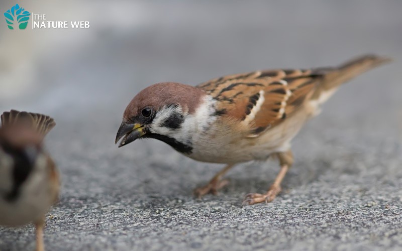 Eurasian Tree Sparrow